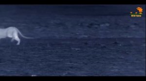 Wild Fauna / Прайд Нсэфу / 2-Изгой /Africa's Hunters