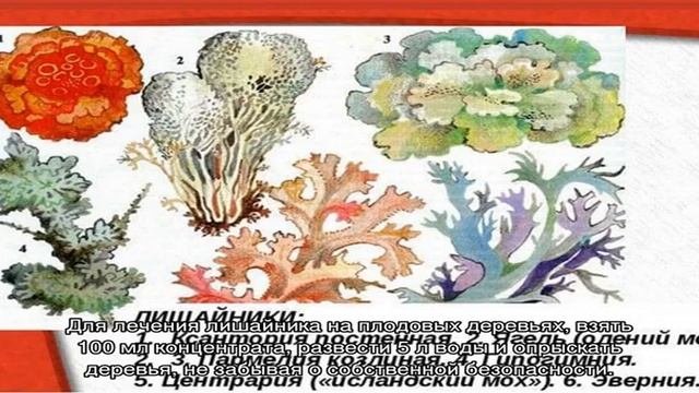 Способы борьбы с лишайниками на плодовых деревьях смотреть онлайн