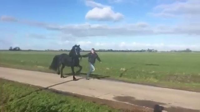 Продается 3-х летний фризский жеребец