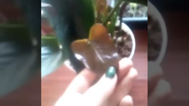 Антуриум шоколадный. Обзор одного из сортов. смотреть онлайн