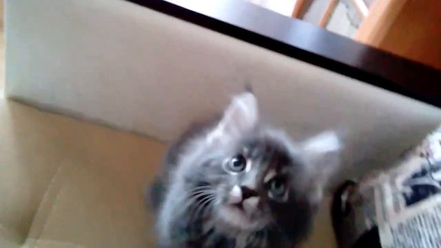 Котенок мейн-кун охотится смотреть онлайн