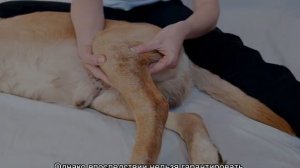 Собака хромает на заднюю лапу без видимых повреждений