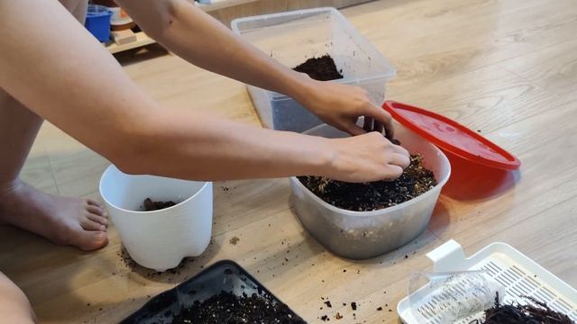 Новые СИНГОНИУМЫ в моей коллекции|Пересадка|Черенкование|Грунт для ароидных смотреть онлайн