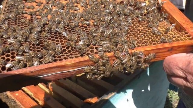 Как сделать ОТВОДОК. Менять ОТРУТНЕВШУЮ МАТКУ или нет? смотреть онлайн