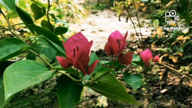 Pink Bougainvillea Flowering Session...