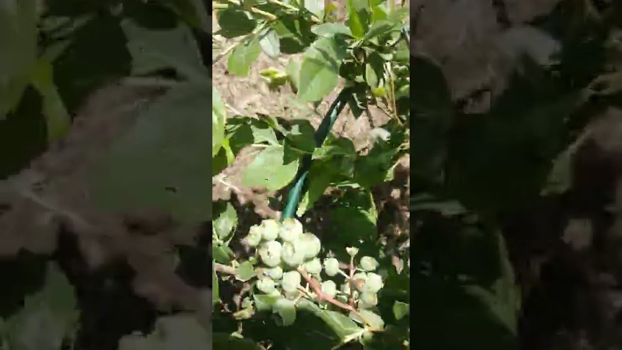 День Летнего СолнцеСтояния смотреть онлайн