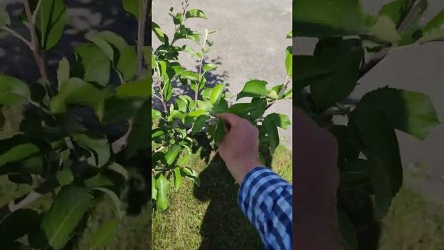 летняя обрезка яблони для начинающих и не только часть 1 #летняя #обрезка #яблони