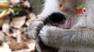 Newborn feel thirsty - Pity newborn monkey - Mum no milk for nurse her newborn monkey