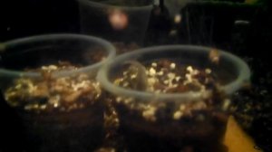 Коридорас пигмей