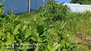 Жимолость Аврора, Индиго Джем, Бореал Близзард - первые ягоды канадских сортов