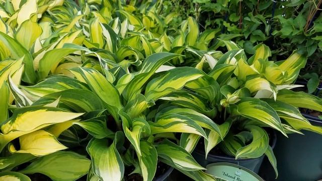 Hosta Island Breeze смотреть онлайн