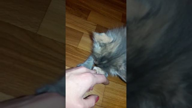 Обед хищника Мейн куна. Прикорм котят Мейн кун смотреть онлайн