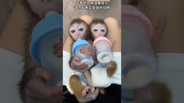 Monkey dance - monkey yoyo - monkey Baby YoYo - Lovely Baby monkey ??? смотреть онлайн