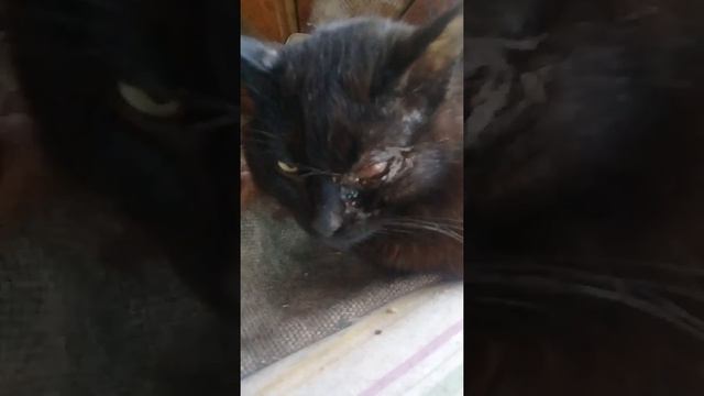 У кота глаз поврежден! смотреть онлайн