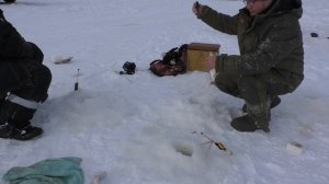 Дикий клёв  крупного окуня! Ямал!