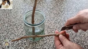 Размножение черной смородины черенками весной