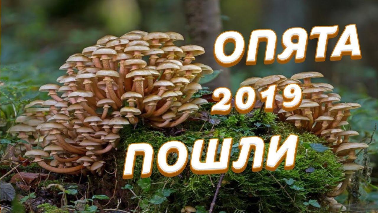 ОПЯТА пошли. Голубцово 2019. Ездили в лес за грибами 14 сентября. Video Trawl #008 смотреть онлайн