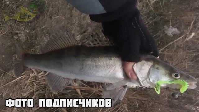 Секреты ловли судака в марте апреле после схода льда до нереста! Жор судака в марте апреле! смотреть онлайн