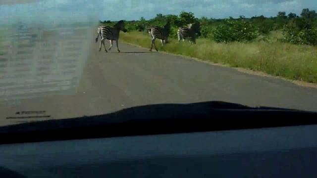 00002 ЮАР Крюгер парк зебры перебегают дорогу смотреть онлайн