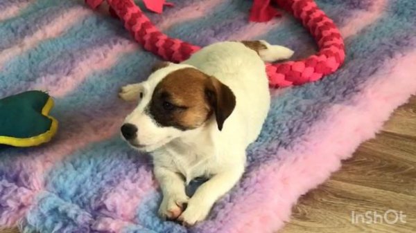 Девочка Брокен