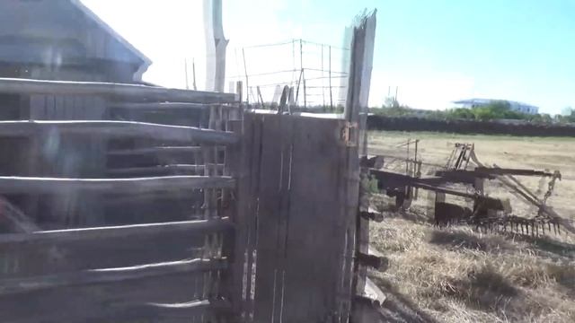 Кун навешали, Корову сосут 2 теленка. Таня кормит . смотреть онлайн