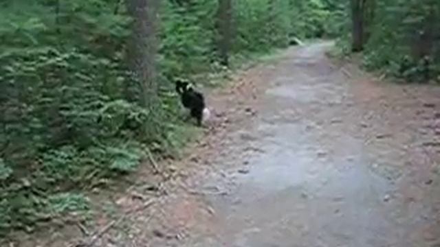 Happy Critters Off Leash смотреть онлайн