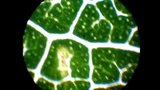 Листья Черемухи смотреть онлайн