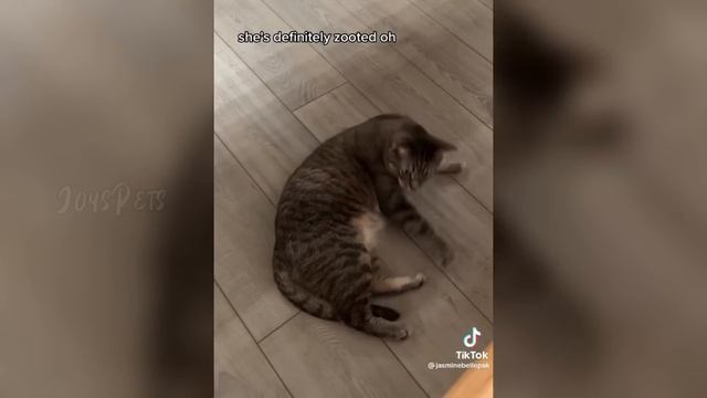 Funny CATS REACT to Catnip №2 ? TikTok Compilation 2023 | JoysPets смотреть онлайн