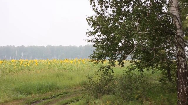 "Мишель"(Котики-собаки.Каникулы на даче.Шпиц ворует яйца.Омск.Лето 2016.) смотреть онлайн