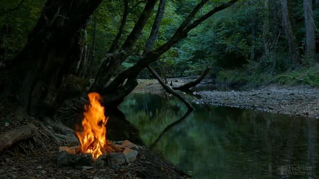 Анис. Полезные свойства и противопоказания смотреть онлайн