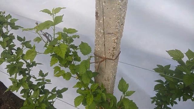 Начало цветения ежевики в теплице. смотреть онлайн