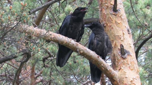 Птенцы ворона на дереве, Nestling of raven on a tree смотреть онлайн