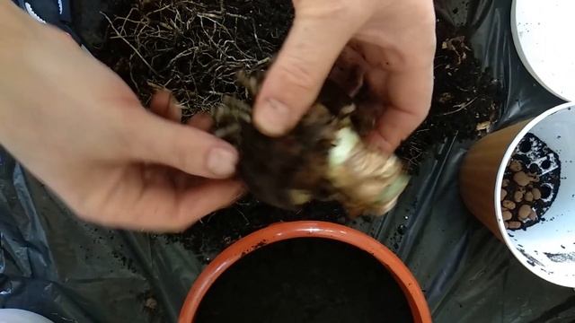 Пересадка Гиппеаструма после цветения.Часть2 смотреть онлайн