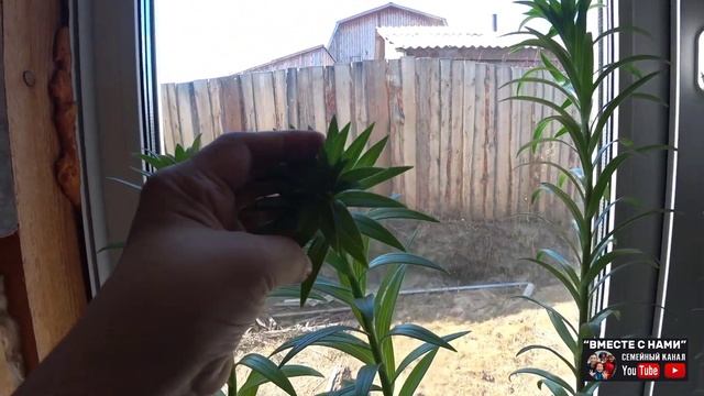 ОБЗОР РАССАДЫ 02.04.2021 ? ВСЕ РАЗВЕДЧИКИ ВЫЖИЛИ!? Мои работы в теплице. ВМЕСТЕ С НАМИ. УЛАН-УДЭ смотреть онлайн