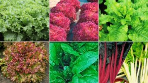 как посеять салат и шпинат в открытый грунт