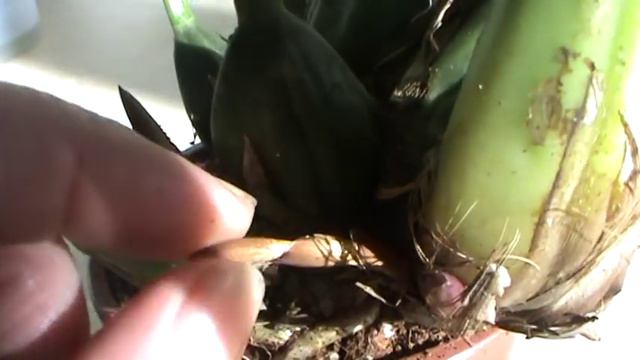 Знакомьтесь - Maxillaria picta. смотреть онлайн