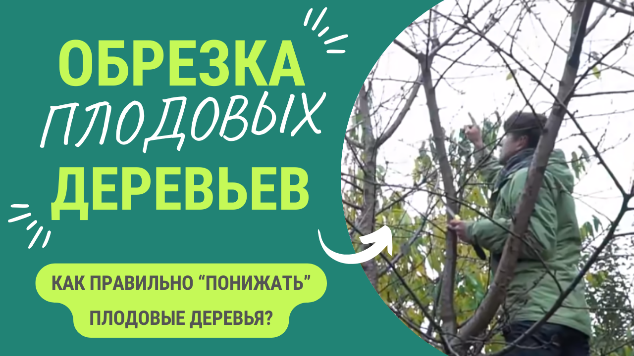Как понизить дерево? Что делать если дерево слишком высокое? смотреть онлайн