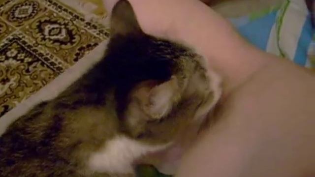 КОТЕ ЛИЗО смотреть онлайн