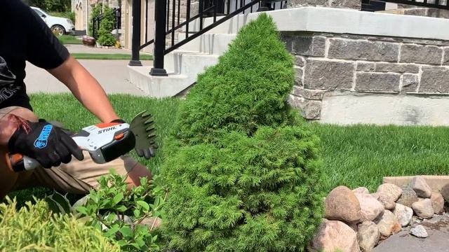 How my husband Prune Topiary - Boxwood, Dwarf Alberta Spruce & White Globe Cedar - May 2021 смотреть онлайн