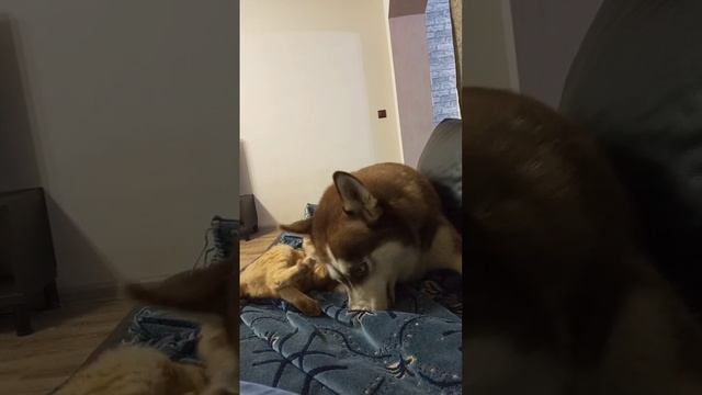 Угомоните кота смотреть онлайн