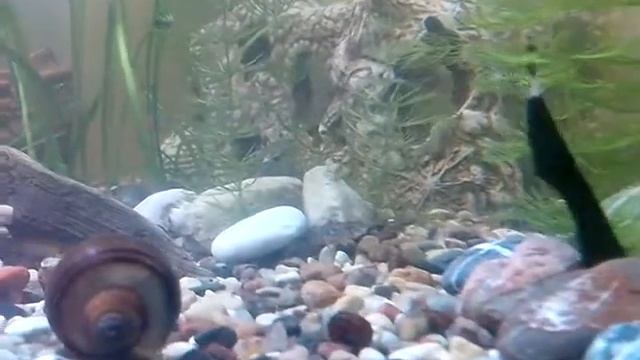 аквариум улитки)