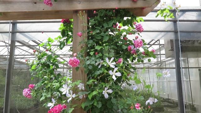 Clematis and Climbing Roses смотреть онлайн