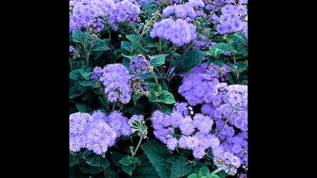 АГЕРАТУМ или ДОЛГОЦВЕТКА смотреть онлайн