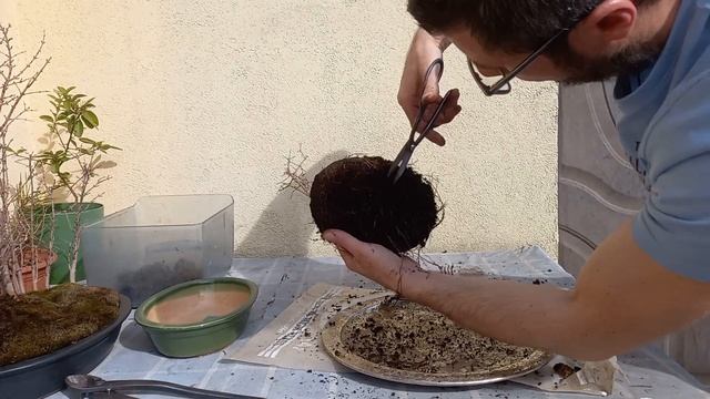 Granatowiec(punica granatum) bonsai-przesadzanie смотреть онлайн