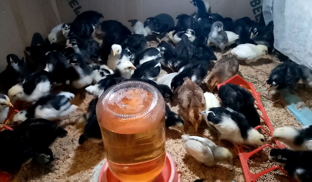 Почему мои цыплята БЫСТРО растут. смотреть онлайн