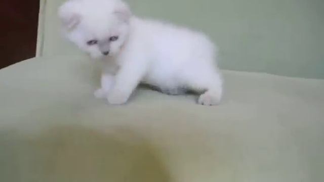 Шотландский котик редкого окраса колор линкс поинт смотреть онлайн