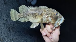 Черноморская Скорпена  Ловим Морского Ерша на тирольскую палочку