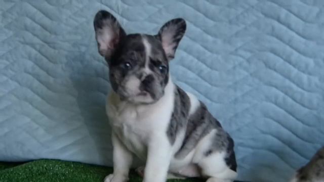 Мальчик и девочка окраса мэрль 2 месяца смотреть онлайн