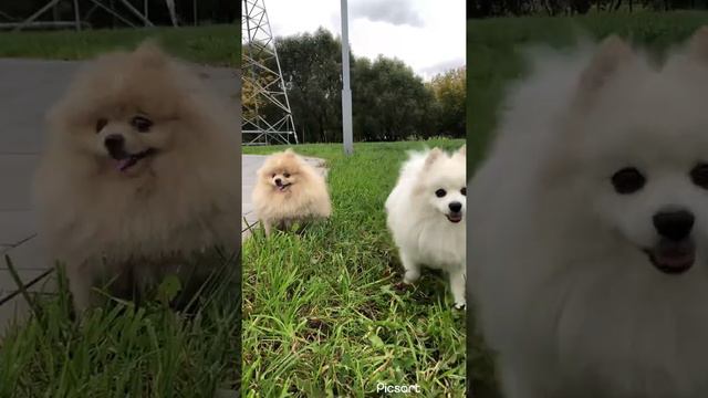 2 редких видео: как Полли просит поиграть Лакки, а тот игнорирует🤪😅