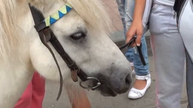 Шурик, не злись смотреть онлайн